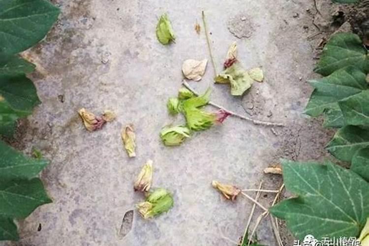 如何识别与预防棉花缺素症？