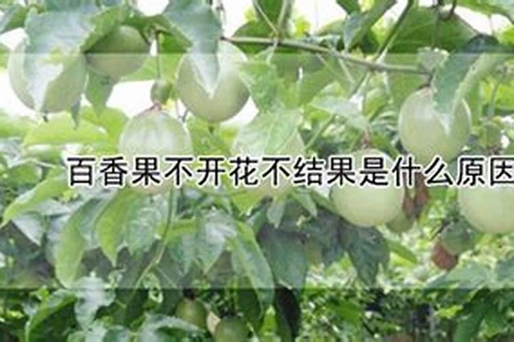 百香果开花不结果是什么原因？