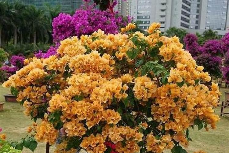 三角梅叶子枯黄原因及解决办法？