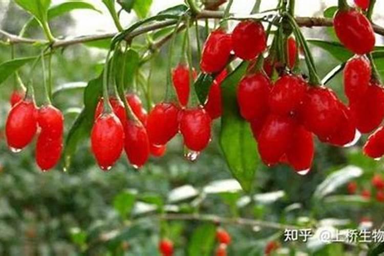 枸杞的肥水管理技术：打造健康绿色药食两用植物