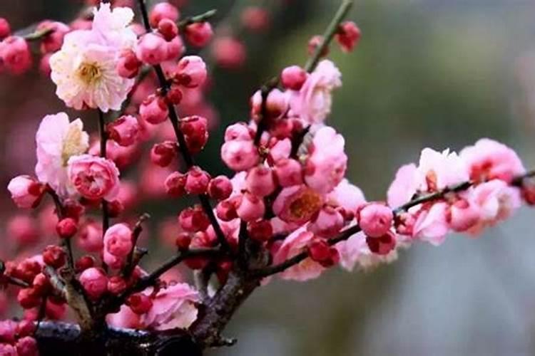 绽放寒枝：梅花养殖的艺术与智慧
