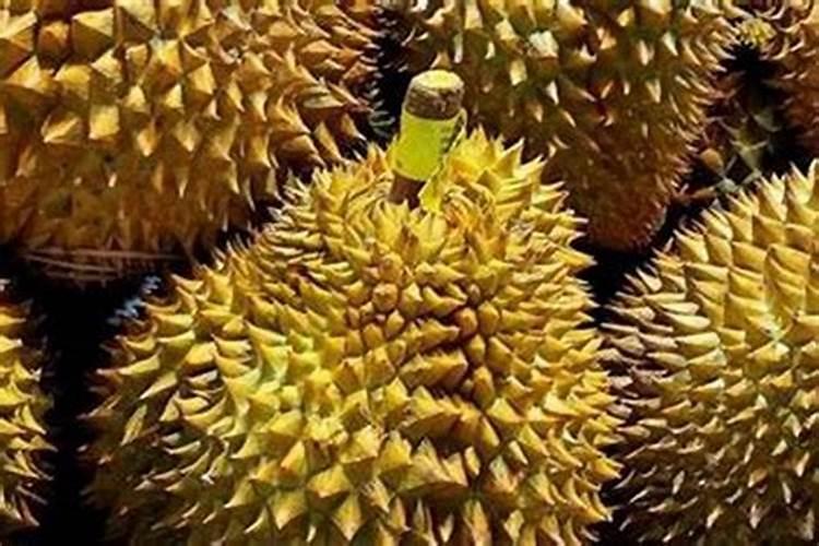 榴莲之疾：揭秘榴莲常见病症与防治秘籍