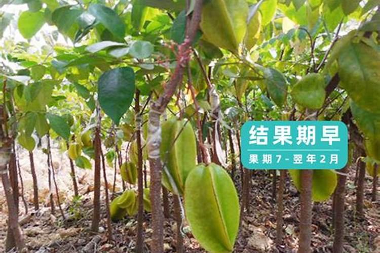 杨桃嫁接秘籍：掌握技术，收获满园果实