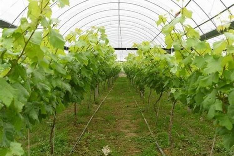 葡萄树的施肥技术要点：迈向高产优质的关键步骤
