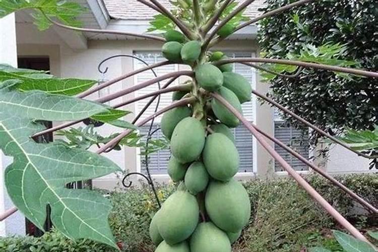 番木瓜的施肥秘籍：土壤与果实共舞的艺术