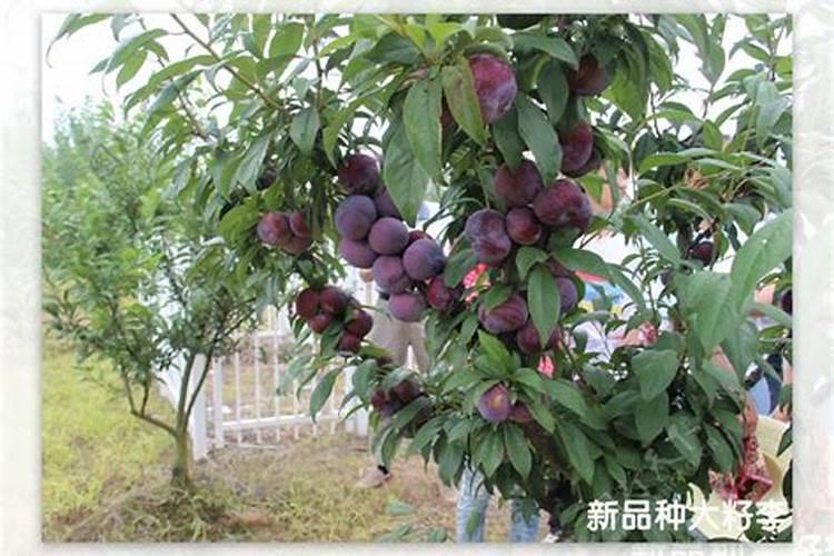 李子树都爱生哪些虫子？