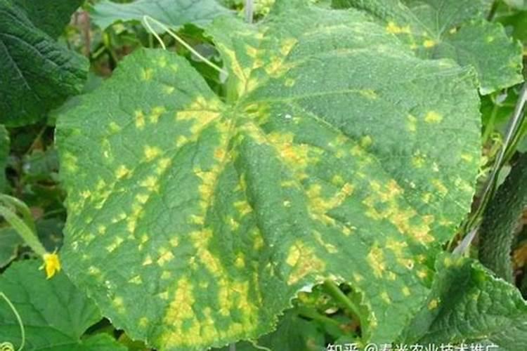 黄瓜季节病虫害选用什么农药有效？