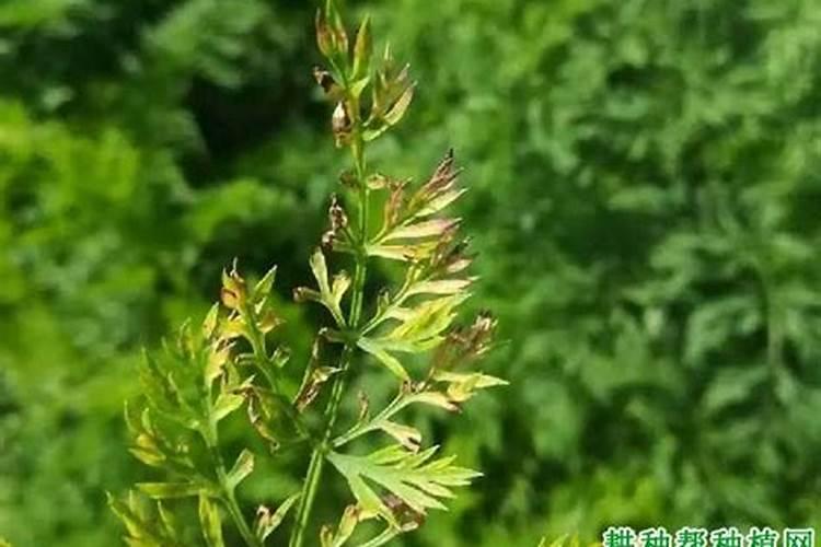 胡萝卜性疫病用什么药？