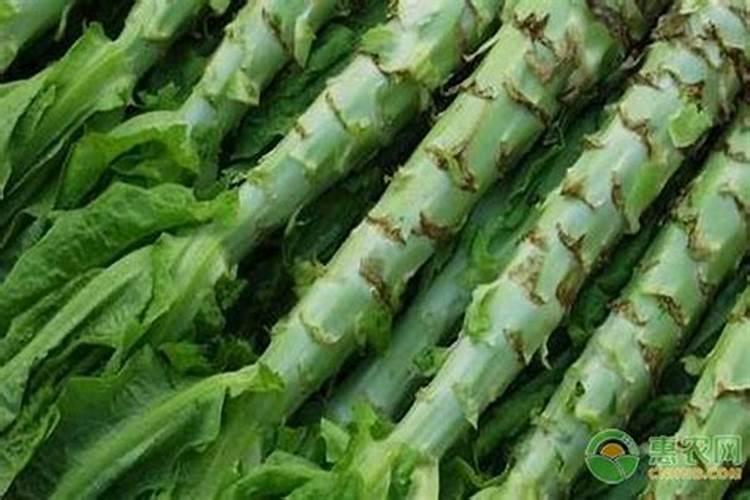 绿意盎然：掌握莴苣施肥的黄金法则