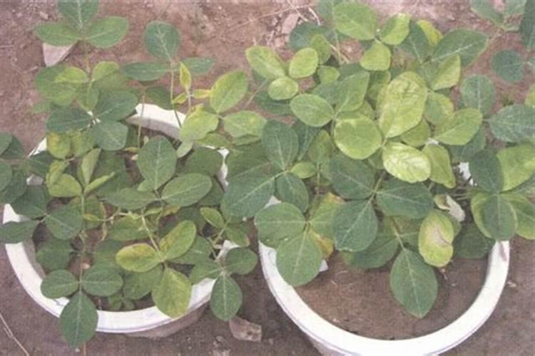 如何减轻大豆除草剂药害？