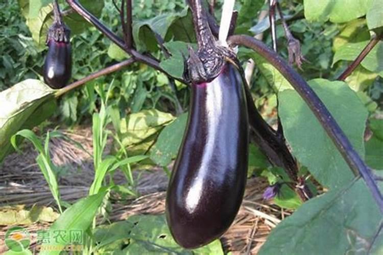 茄子为什么会卷叶？茄子卷叶该怎么解决？