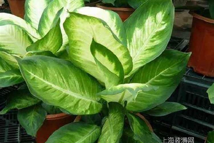 万年青叶子发黄的原因以及解决办法？