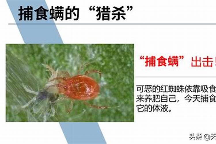 栗红蜘蛛的天敌：农药的选择与应用
