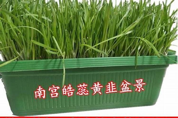 无公害黄芽韭菜怎么培育好？