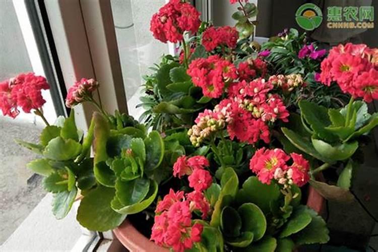 长寿花黑根是怎么回事