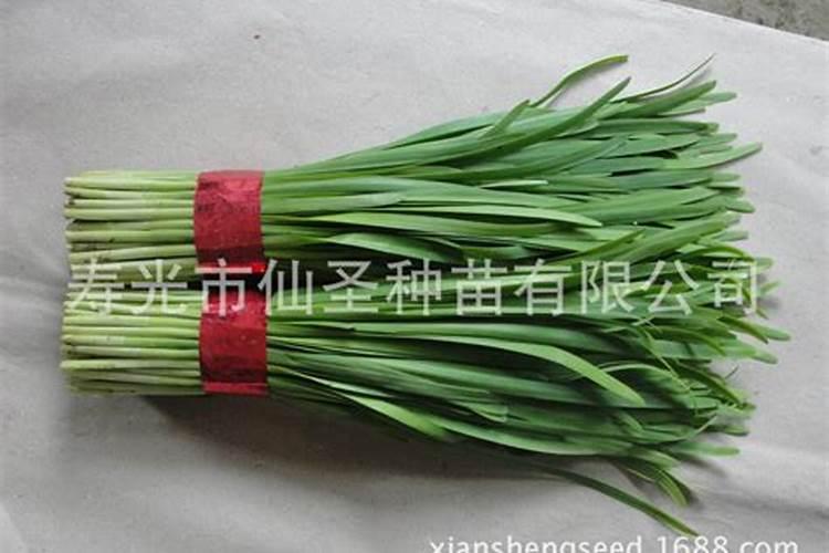 越冬韭菜遇到不休眠我们该怎么解决？