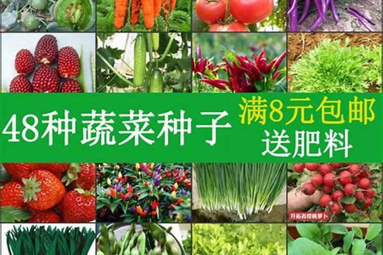 春季播种指南：掌握蔬菜春耕的黄金规则