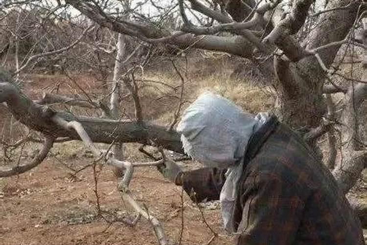 果园防治能用好闭门药是关键