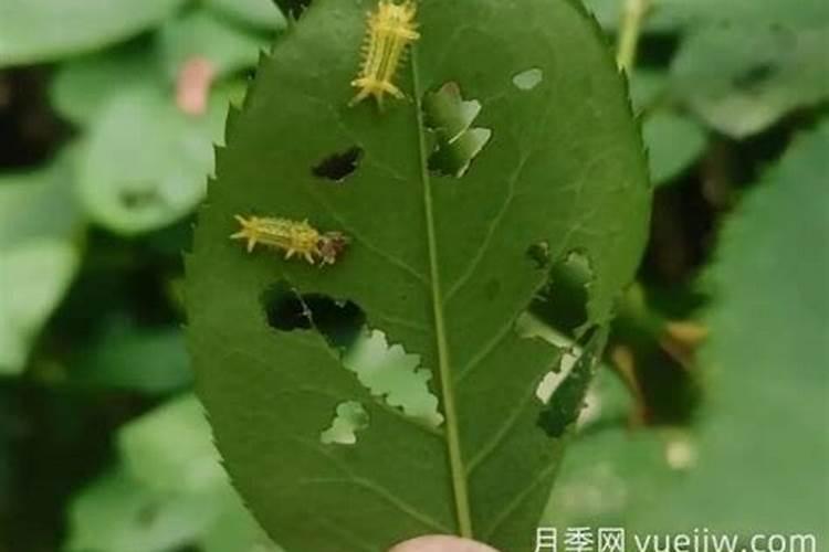 月季黄刺蛾怎么办？月季黄刺蛾的防治方法