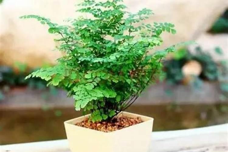 绿意盎然：盆栽铁线蕨的养护秘籍