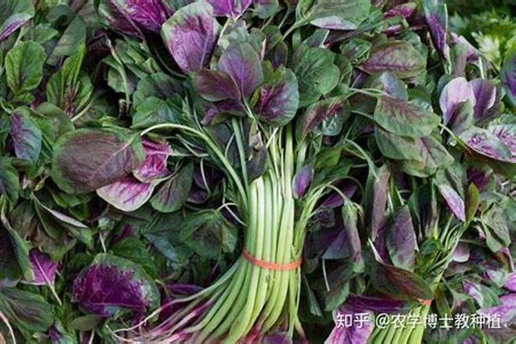 绿意盎然：掌握苋菜种植的五大关键步骤