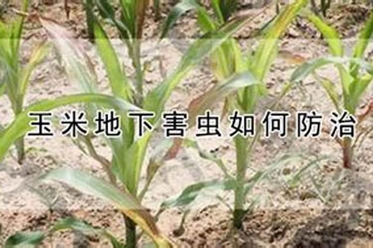 玉米田间害虫的几种防治方法？