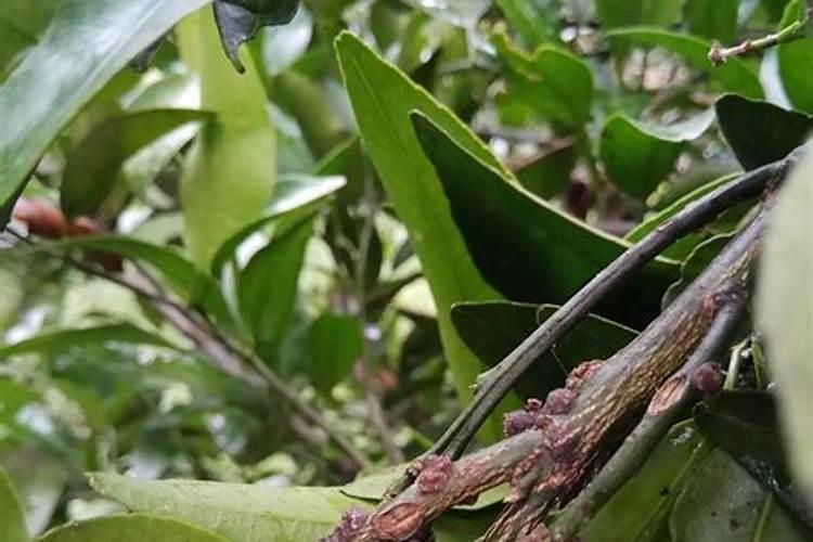 柑橘红蜡蚧的克星：有效药物与防治策略