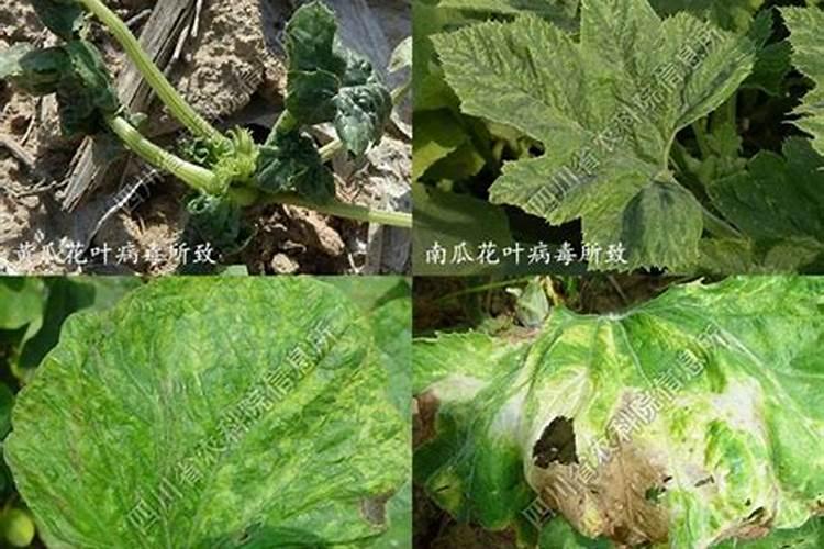 战胜南瓜花叶病毒病：智能农药选择策略