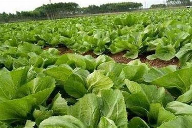 育苗移栽根用芥菜怎样进行配方施肥？