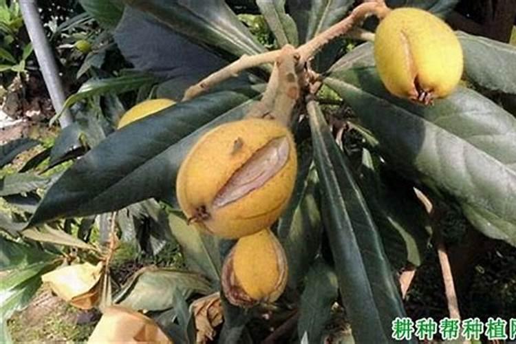 枇杷裂果病防治：对症下药，守护金黄果实