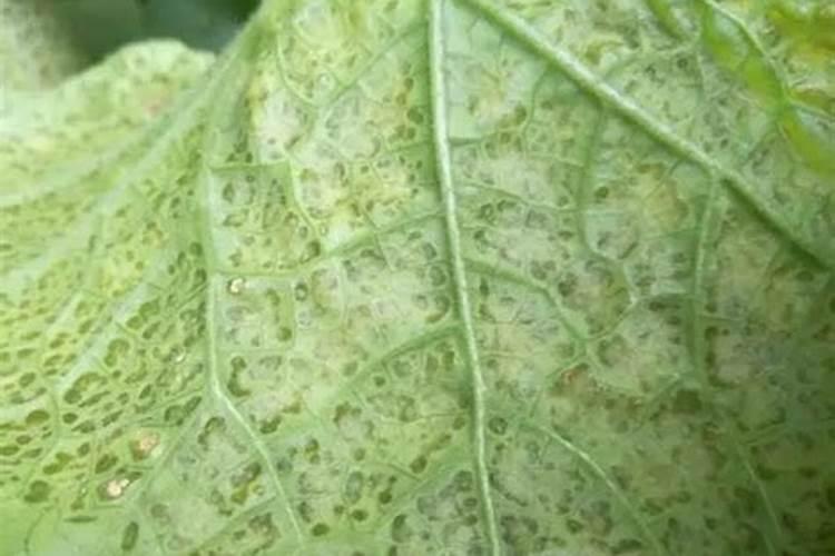 哈密瓜细菌叶斑病的药剂防治法：确保瓜果健康生长