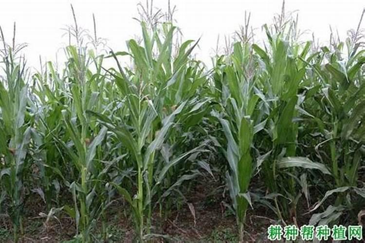 矮壮素在玉米田的喷施效果？