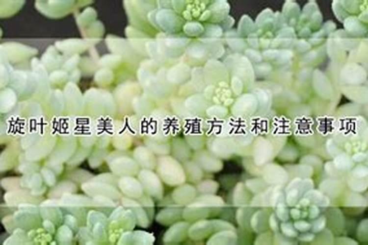 旋叶姬星美人：养殖秘籍与注意事项解析