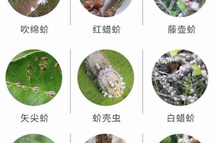 蚧蚂虫防治：科学用药，守护绿色家园