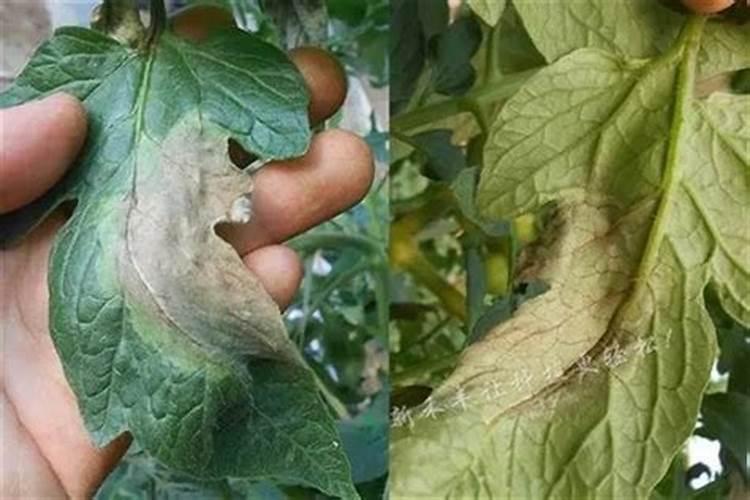 番茄晚疫病有什么症状？