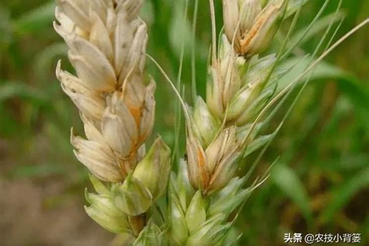 小麦白穗（干穗死穗)的病害原因与防治
