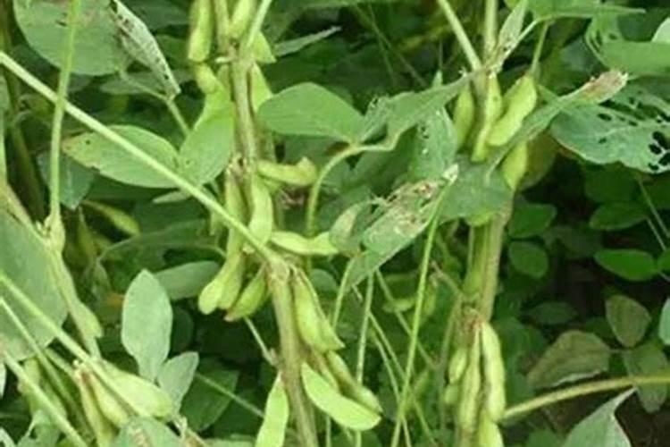 大豆结荚不实的外在原因有哪些？
