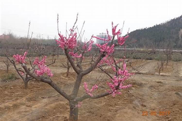 揭秘梅花嫁接的艺术：砧木选择的关键