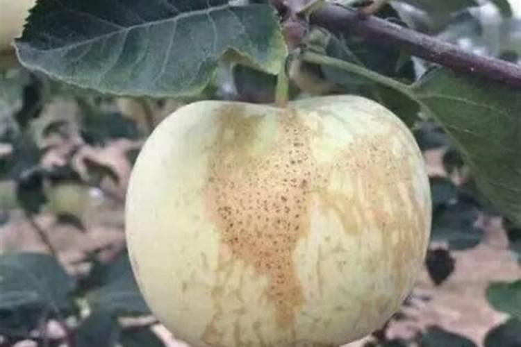 金帅苹果发生果锈的原因是什么？