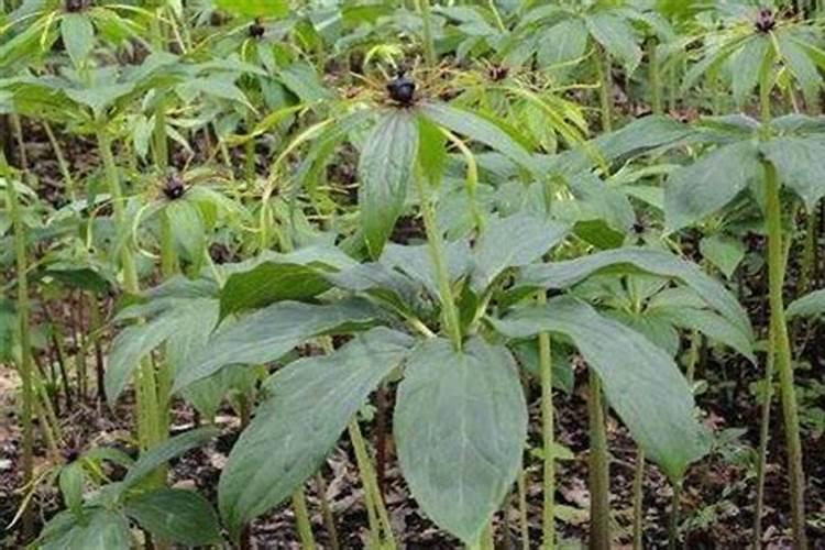 重楼种植一亩利润