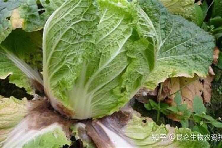 白菜根肿瘤发生原因