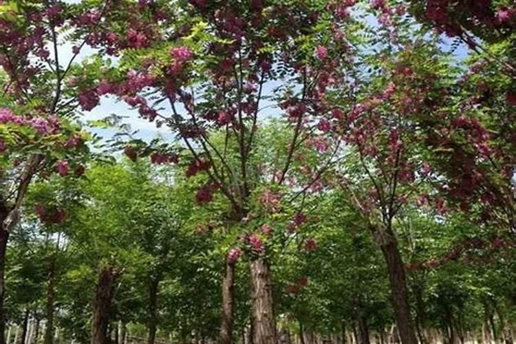 香花槐苗圃地使用什么肥料