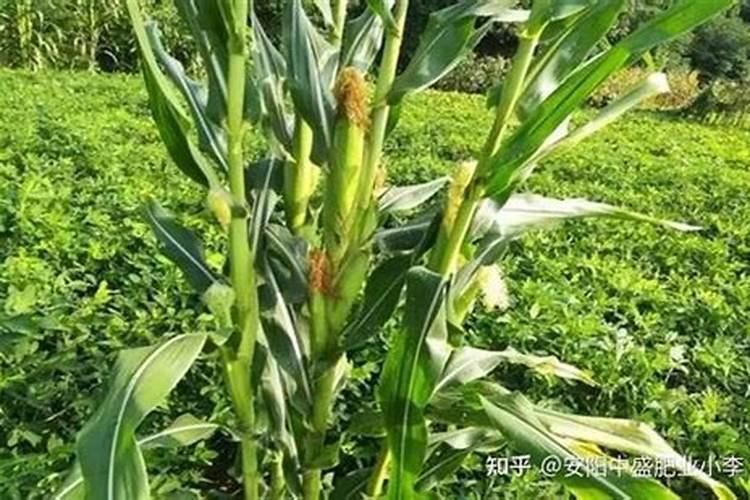 玉米分孽原因多、保留去除分情形？