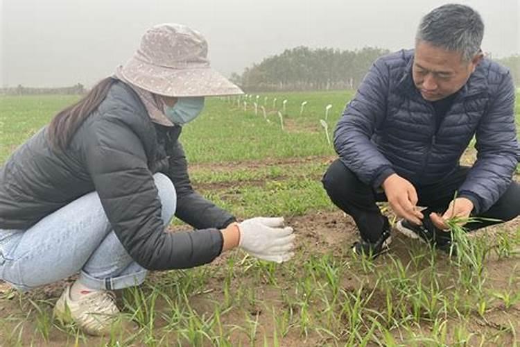 绿色农业的守护者：冬小麦节水保墒综合技术
