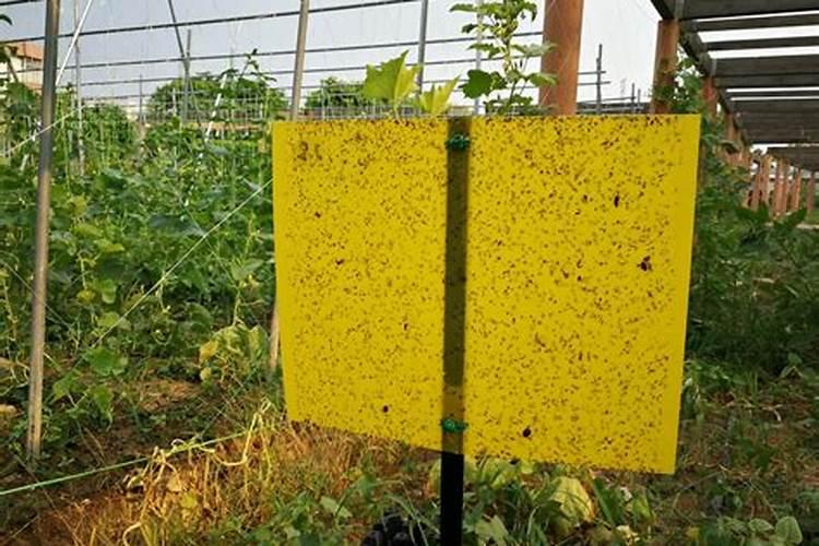 绿色守护者：诱虫板使用技术要领揭秘