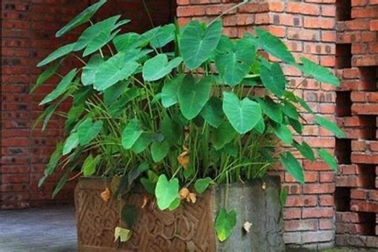 滴水观音怎么养长得粗壮,4个要点养殖出茂盛的滴水观音