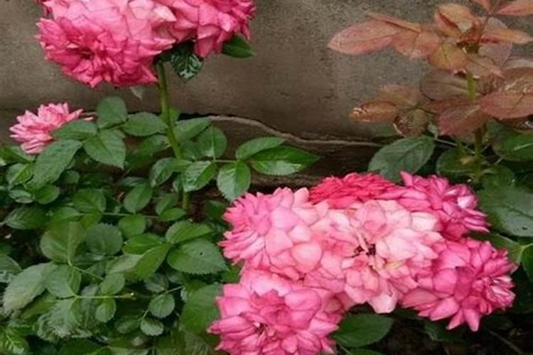 月季花不开花怎么办？月季花不开花的原因？