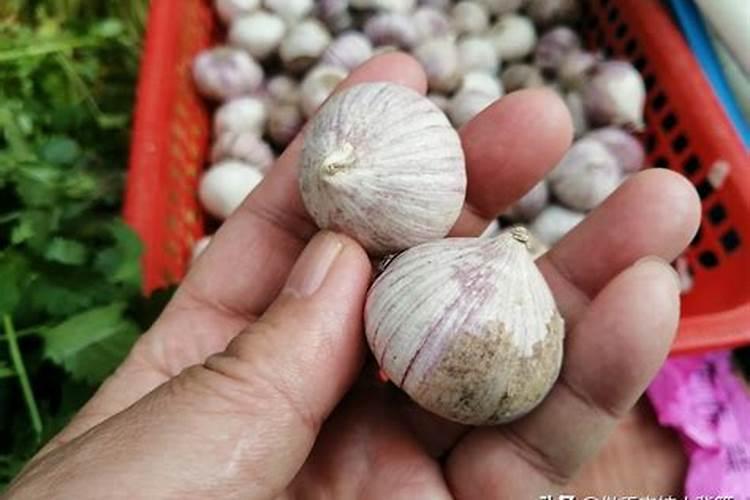 大蒜烂头和炸瓣是什么原因造成的？