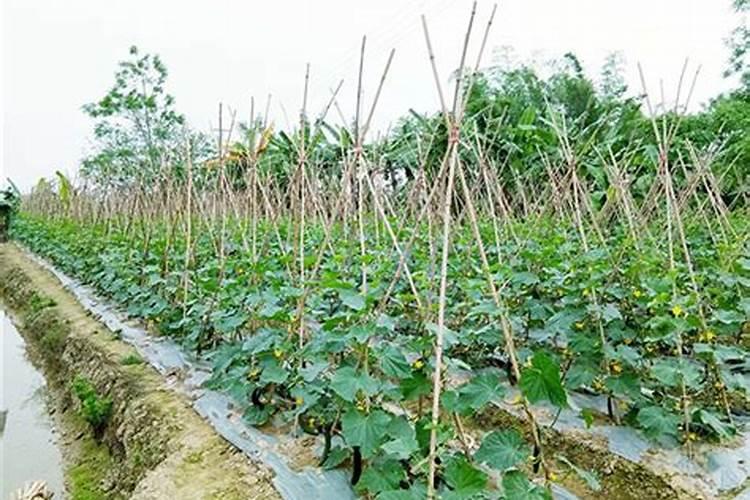 秋黄瓜露天种植技术