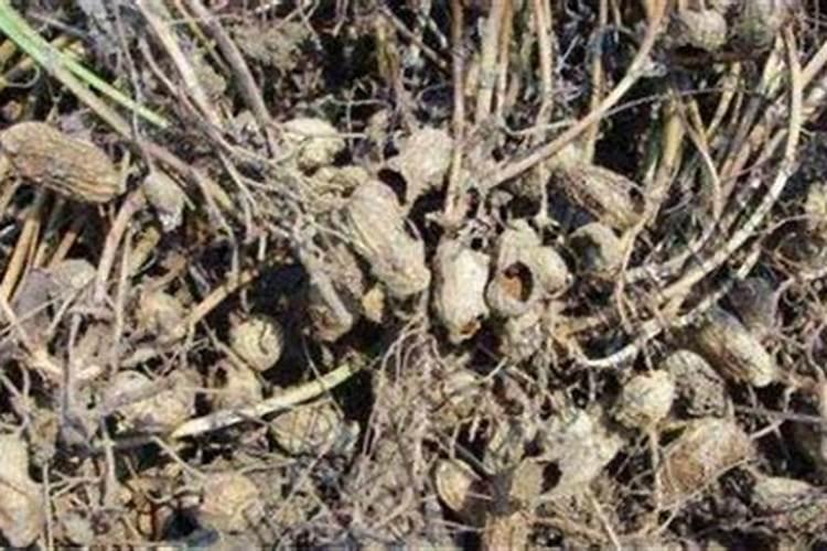花生空壳的预防策略：确保丰收与品质的关键措施